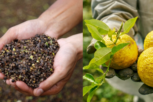 Japanese Ingredients
